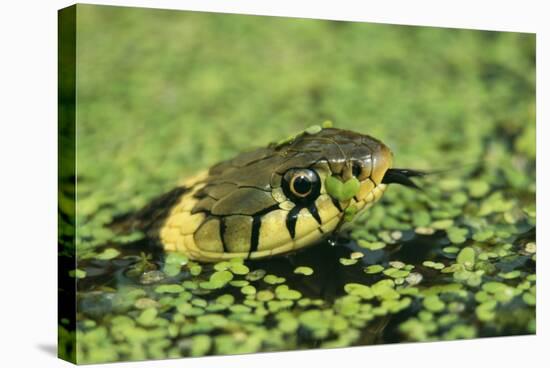 Grass Snake in Duckweed-null-Stretched Canvas