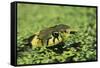 Grass Snake in Duckweed-null-Framed Stretched Canvas