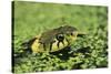 Grass Snake in Duckweed-null-Stretched Canvas