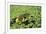 Grass Snake in Duckweed-null-Framed Photographic Print