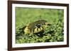 Grass Snake in Duckweed-null-Framed Photographic Print
