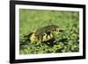 Grass Snake in Duckweed-null-Framed Photographic Print