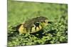 Grass Snake in Duckweed-null-Mounted Photographic Print