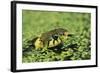 Grass Snake in Duckweed-null-Framed Photographic Print