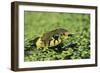 Grass Snake in Duckweed-null-Framed Photographic Print