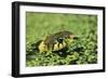 Grass Snake in Duckweed-null-Framed Photographic Print