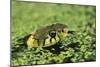 Grass Snake in Duckweed-null-Mounted Photographic Print