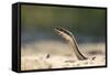Grass Snake, Madagascar-Paul Souders-Framed Stretched Canvas