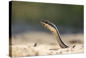 Grass Snake, Madagascar-Paul Souders-Stretched Canvas