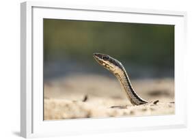 Grass Snake, Madagascar-Paul Souders-Framed Photographic Print