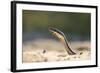 Grass Snake, Madagascar-Paul Souders-Framed Photographic Print