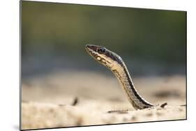 Grass Snake, Madagascar-Paul Souders-Mounted Photographic Print