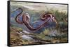 Grass Snake (Natrix Natrix), Colubridae, Drawing-null-Framed Stretched Canvas