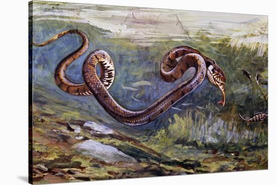 Grass Snake (Natrix Natrix), Colubridae, Drawing-null-Stretched Canvas
