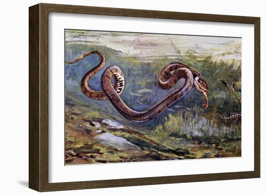 Grass Snake (Natrix Natrix), Colubridae, Drawing-null-Framed Giclee Print