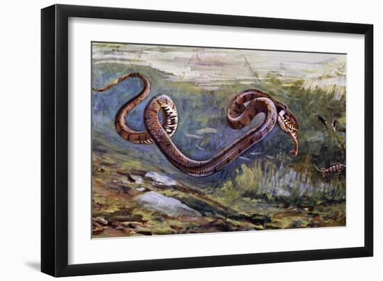 Grass Snake (Natrix Natrix), Colubridae, Drawing-null-Framed Giclee Print