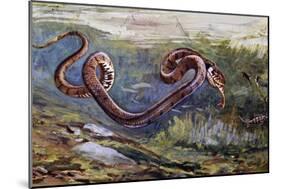 Grass Snake (Natrix Natrix), Colubridae, Drawing-null-Mounted Giclee Print
