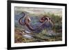 Grass Snake (Natrix Natrix), Colubridae, Drawing-null-Framed Giclee Print