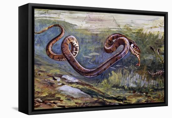 Grass Snake (Natrix Natrix), Colubridae, Drawing-null-Framed Stretched Canvas