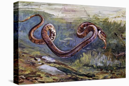 Grass Snake (Natrix Natrix), Colubridae, Drawing-null-Stretched Canvas