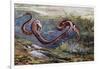 Grass Snake (Natrix Natrix), Colubridae, Drawing-null-Framed Giclee Print