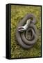 Grass Snake (Natrix Natrix) Juvenile Playing Dead, Alvao, Portugal, April-Luis Quinta-Framed Stretched Canvas