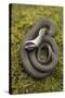 Grass Snake (Natrix Natrix) Juvenile Playing Dead, Alvao, Portugal, April-Luis Quinta-Stretched Canvas