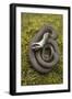 Grass Snake (Natrix Natrix) Juvenile Playing Dead, Alvao, Portugal, April-Luis Quinta-Framed Photographic Print