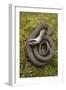 Grass Snake (Natrix Natrix) Juvenile Playing Dead, Alvao, Portugal, April-Luis Quinta-Framed Photographic Print