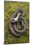 Grass Snake (Natrix Natrix) Juvenile Playing Dead, Alvao, Portugal, April-Luis Quinta-Mounted Photographic Print