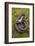 Grass Snake (Natrix Natrix) Juvenile Playing Dead, Alvao, Portugal, April-Luis Quinta-Framed Photographic Print