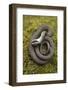 Grass Snake (Natrix Natrix) Juvenile Playing Dead, Alvao, Portugal, April-Luis Quinta-Framed Photographic Print