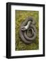 Grass Snake (Natrix Natrix) Juvenile Playing Dead, Alvao, Portugal, April-Luis Quinta-Framed Photographic Print