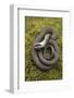 Grass Snake (Natrix Natrix) Juvenile Playing Dead, Alvao, Portugal, April-Luis Quinta-Framed Photographic Print