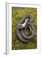 Grass Snake (Natrix Natrix) Juvenile Playing Dead, Alvao, Portugal, April-Luis Quinta-Framed Photographic Print