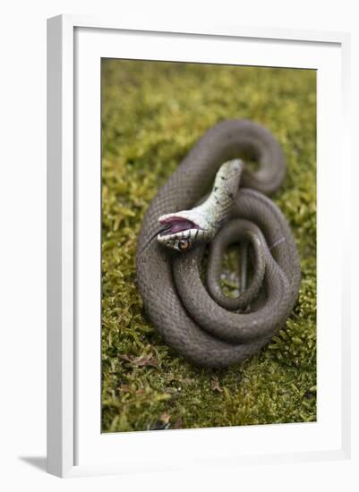 Grass Snake (Natrix Natrix) Juvenile Playing Dead, Alvao, Portugal, April-Luis Quinta-Framed Photographic Print