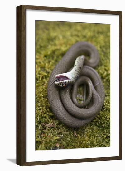 Grass Snake (Natrix Natrix) Juvenile Playing Dead, Alvao, Portugal, April-Luis Quinta-Framed Photographic Print