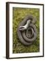 Grass Snake (Natrix Natrix) Juvenile Playing Dead, Alvao, Portugal, April-Luis Quinta-Framed Photographic Print