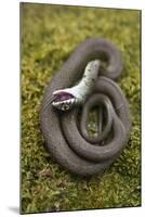 Grass Snake (Natrix Natrix) Juvenile Playing Dead, Alvao, Portugal, April-Luis Quinta-Mounted Photographic Print