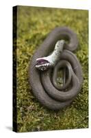 Grass Snake (Natrix Natrix) Juvenile Playing Dead, Alvao, Portugal, April-Luis Quinta-Stretched Canvas