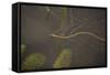 Grass Snake (Natrix Natrix) Swimming Through Water, Wicken Fen, Cambridgeshire, UK, June-Terry Whittaker-Framed Stretched Canvas