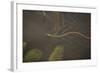 Grass Snake (Natrix Natrix) Swimming Through Water, Wicken Fen, Cambridgeshire, UK, June-Terry Whittaker-Framed Photographic Print