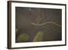 Grass Snake (Natrix Natrix) Swimming Through Water, Wicken Fen, Cambridgeshire, UK, June-Terry Whittaker-Framed Photographic Print