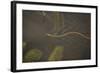 Grass Snake (Natrix Natrix) Swimming Through Water, Wicken Fen, Cambridgeshire, UK, June-Terry Whittaker-Framed Photographic Print