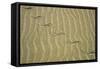 Grass Snake Tracks in Sand Dunes Desert-Andrey Zvoznikov-Framed Stretched Canvas