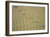 Grass Snake Tracks in Sand Dunes Desert-Andrey Zvoznikov-Framed Photographic Print