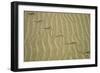 Grass Snake Tracks in Sand Dunes Desert-Andrey Zvoznikov-Framed Photographic Print