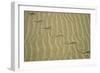 Grass Snake Tracks in Sand Dunes Desert-Andrey Zvoznikov-Framed Photographic Print