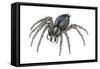 Grass Spider (Agelenopsis), Arachnids-Encyclopaedia Britannica-Framed Stretched Canvas
