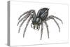 Grass Spider (Agelenopsis), Arachnids-Encyclopaedia Britannica-Stretched Canvas